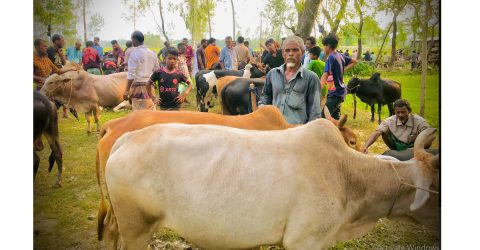 ঈদকে সামনে রেখে নবীগঞ্জে জমে উঠেছে পশুর হাট