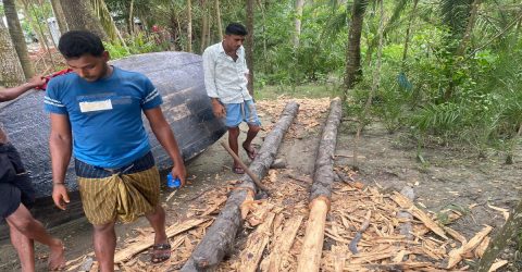 টেংরাগিরি বনের কেওড়া গাছ উদ্ধার