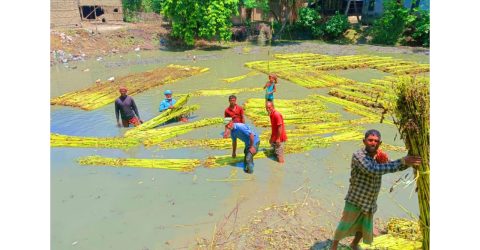 মেহেরপুরে অনাবৃষ্টিতে পাট পচন নিয়ে বিপাকে কৃষক