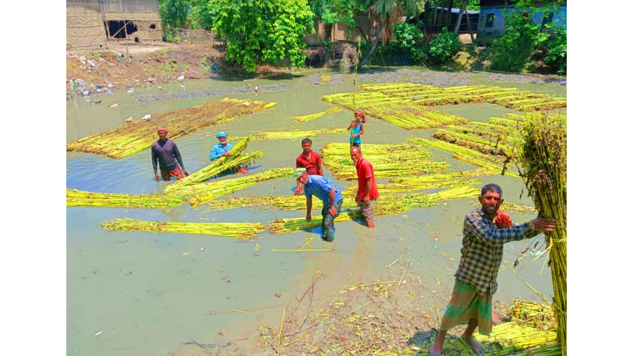 মেহেরপুরে অনাবৃষ্টিতে পাট পচন নিয়ে বিপাকে কৃষক