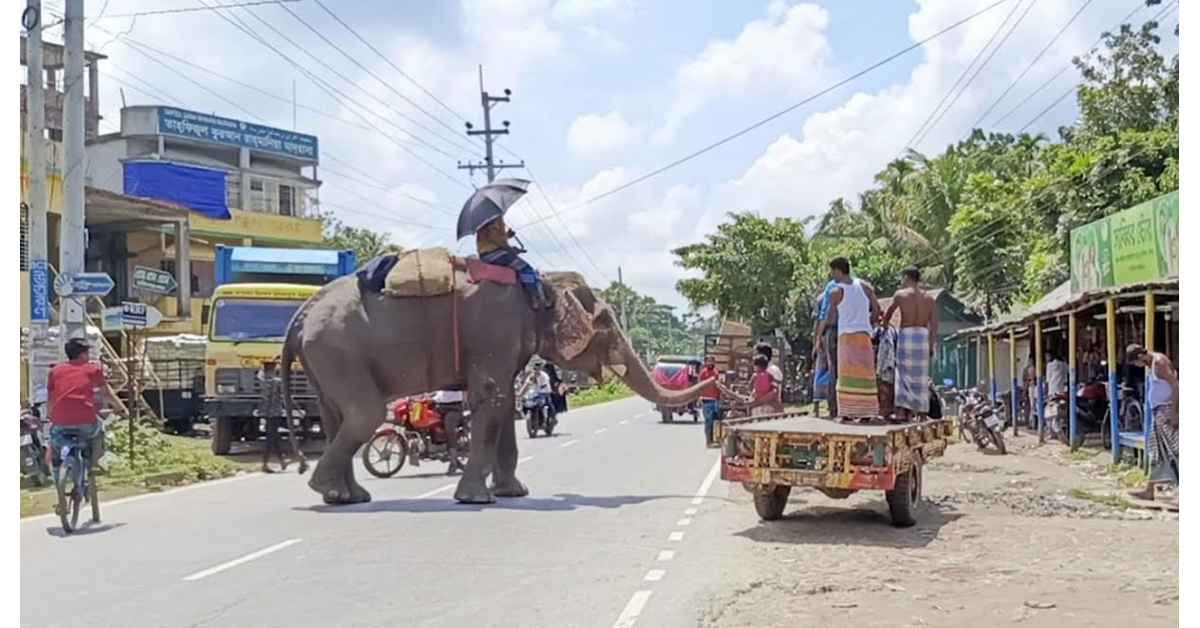 ফরিদগঞ্জে যানবাহনের পথ রোধ করে হাতির চাঁদাবাজী