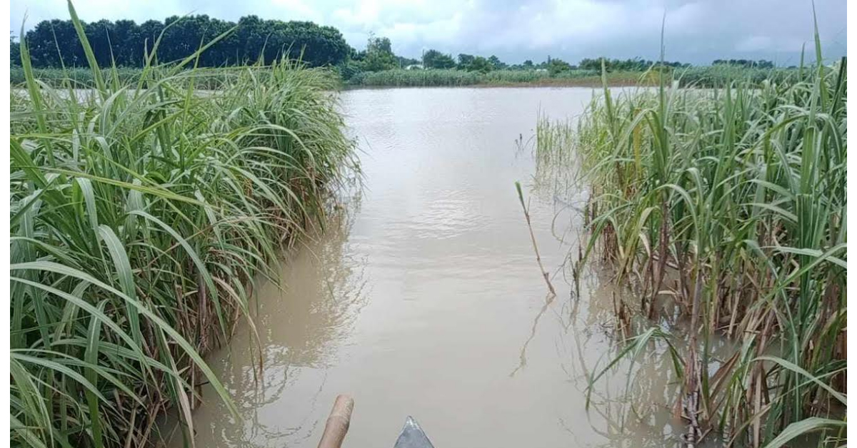 লালপুরে পদ্মায় ফের পানি বৃদ্ধি, তলিয়ে গেছে হাজার হাজার বিঘা ফসল