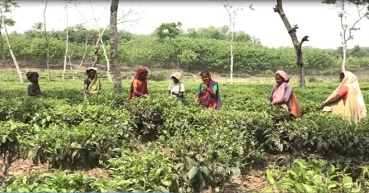 সরকার ঘোষিত প্রজ্ঞাপন অনুযায়ী মজুরি প্রদানের দাবি জানিয়েছে চা-শ্রমিক সংঘ