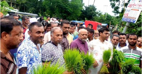 রায়পুরে বন্যায় ক্ষতিগ্রস্ত কৃষকদের মাঝে বিনামূল্যে ধানের চারা বিতরণ