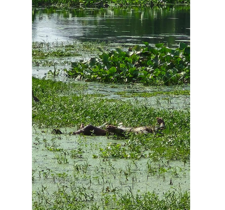 নোয়াখালীতে লাশের   কোমরে থাকা মুঠোফোনে মিলল পরিচয়