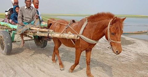 সিরাজগঞ্জ চৌহালী উপজেলা যমুনাপাড়ের চরাঞ্চলে ঘোড়ার গাড়িই একমাত্র বাহন