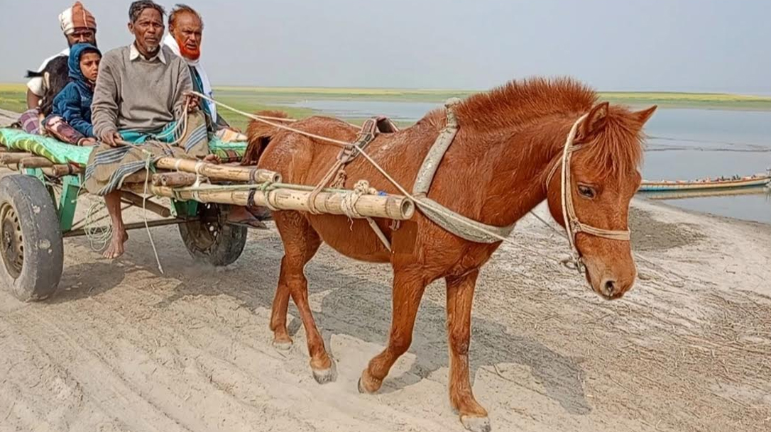 সিরাজগঞ্জ চৌহালী উপজেলা যমুনাপাড়ের চরাঞ্চলে ঘোড়ার গাড়িই একমাত্র বাহন