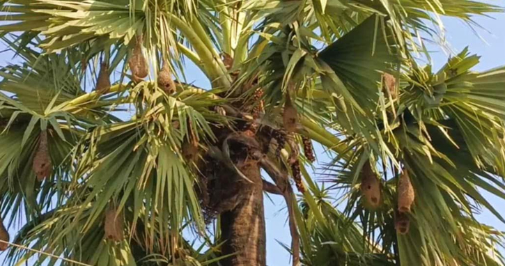 মেহেরপুর থেকে বিলুপ্তির পথে বাবুই পাখি ও তাঁর বাসা