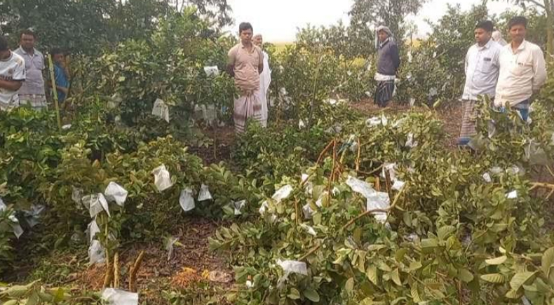 গোমস্তাপুরে দেড় শতাধিক পেয়ারা﻿ গাছ কেটে ফেলেছে দুর্বৃত্তরা