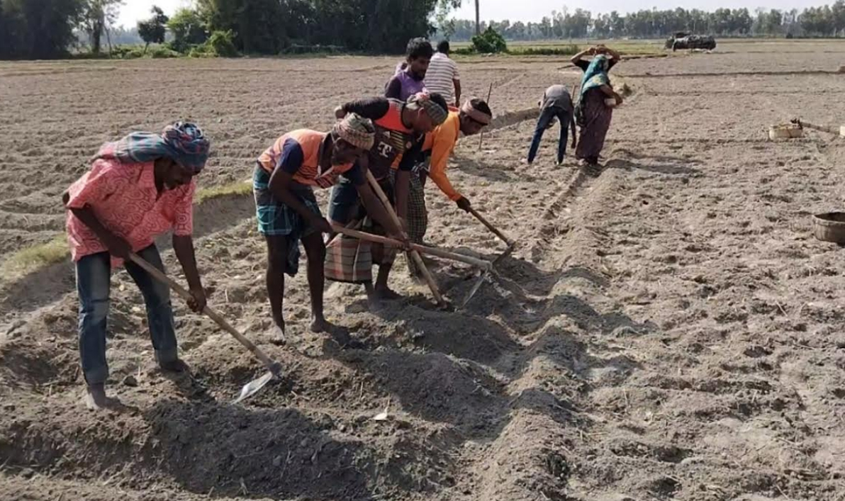 জয়পুরহাটে আলুর বীজ সংকটে দিশেহারা কৃষক