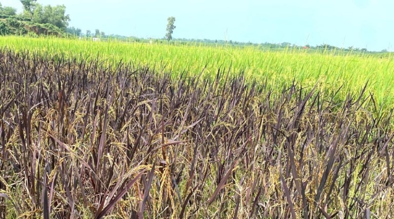 সার-কীটনাশক বিহীন ১১ জাতের বিদেশি ধান চাষাবাদে সাফল্য অর্জন কৃষক মোহন রবিদাস।