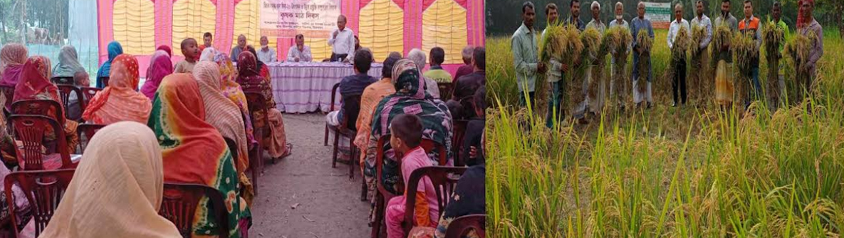 মিঠাপুকুরে জিংক সমৃদ্ধ ধান বিনা-২০ উৎপাদন ও উন্নত প্রযুক্তি সম্প্রসারণ বিষয়ক কৃষক মাঠ দিবস