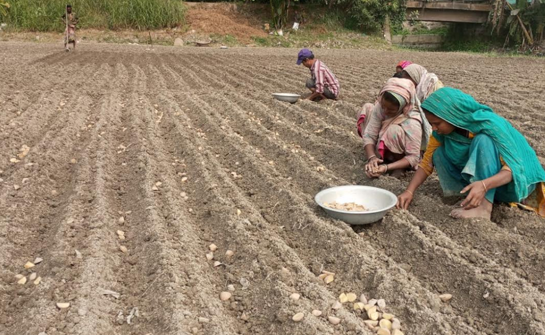 মুন্সীগঞ্জে আগাম আলু রোপনে ব্যস্ত কৃষক