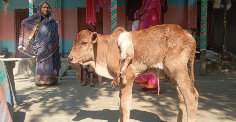 সুন্দরগঞ্জে ছয় পা বিশিষ্ট বাছুরের জন্ম,এলাকায় ব্যাপক চাঞ্চল্যের সৃষ্টি করেছে