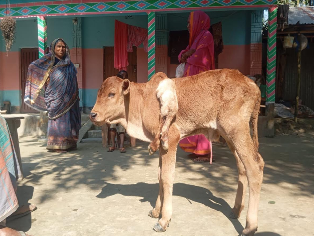 সুন্দরগঞ্জে ছয় পা বিশিষ্ট বাছুরের জন্ম,এলাকায় ব্যাপক চাঞ্চল্যের সৃষ্টি করেছে