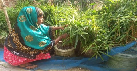 লালপুরে বস্তায় আদা চাষে নারীদের বাড়তি আয়