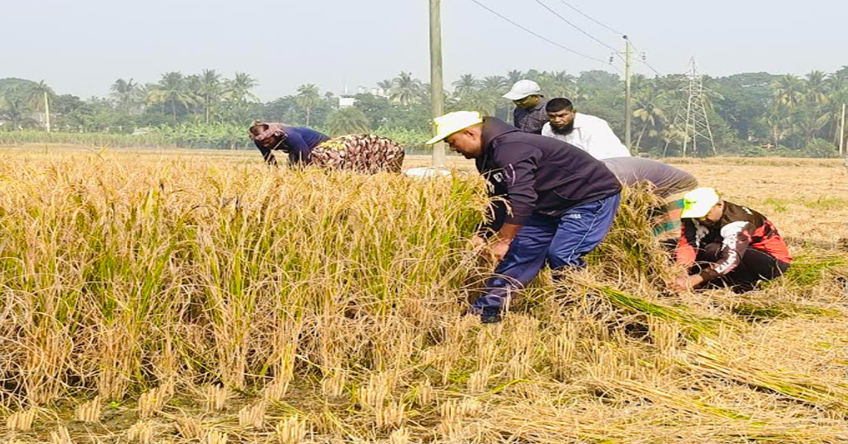 কালীগঞ্জে দরিদ্র কৃষকের ধান কেটে ঘরে পৌছে দিল পৌর কৃষক দল