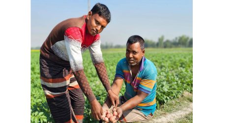 ধামইরহাটে আলুর বাম্পার ফলনে কৃষক মোফাজ্জলের  মুখে হাসি