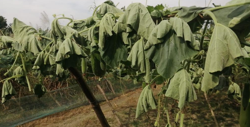 কালীগঞ্জে লাউ গাছের সাথে এ কেমন শত্রুতা