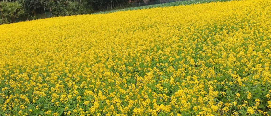 দেবহাটায় হলুদ ফুলে ভরে গেছে সরিষা ক্ষেত