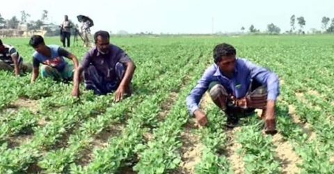 সিরাজগঞ্জের চৌহালীতে বিশাল এলাকাজুড়ে বাদাম চাষ