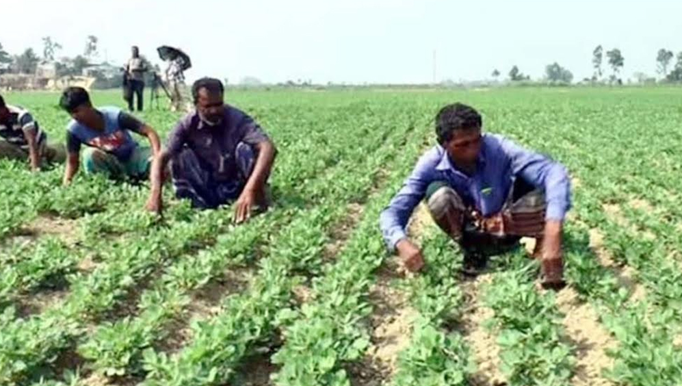 সিরাজগঞ্জের চৌহালীতে বিশাল এলাকাজুড়ে বাদাম চাষ