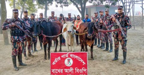 বাখেরআলী সীমান্ত হতে ০৩ জন আসামীসহ অবৈধ ও চোরাচালানকৃত ভারতীয় গরু আটক