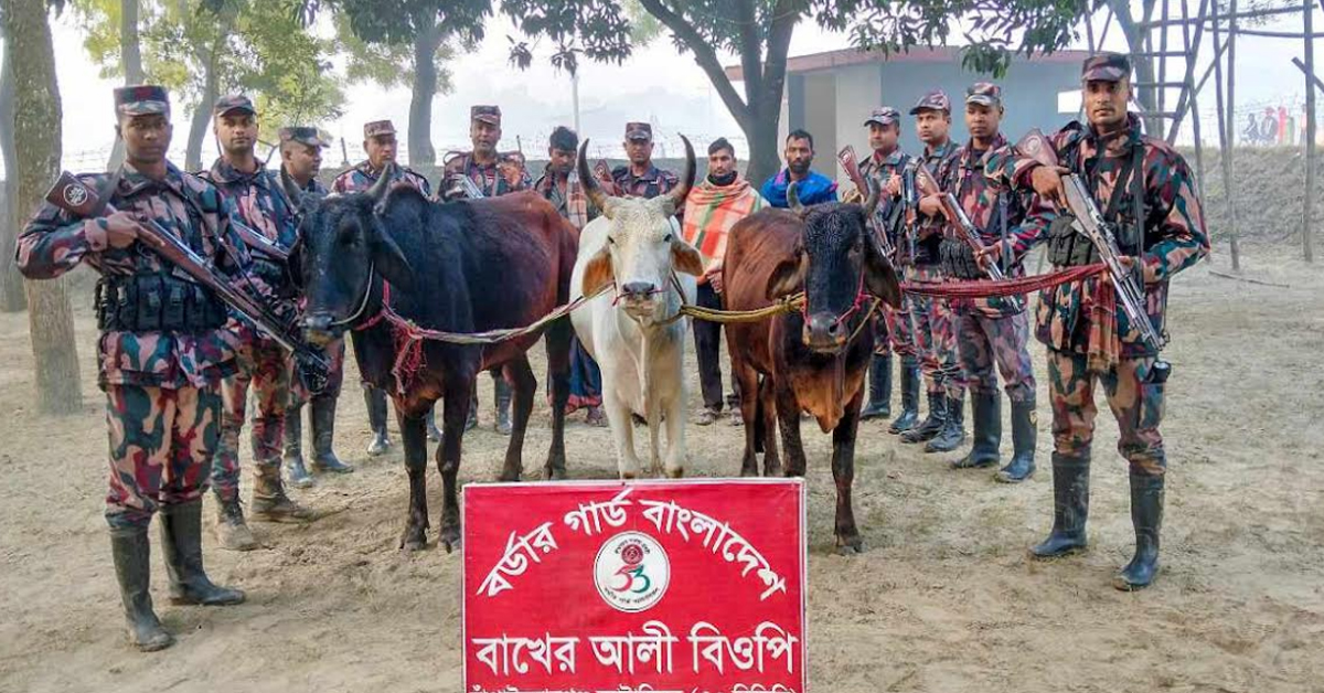 বাখেরআলী সীমান্ত হতে ০৩ জন আসামীসহ অবৈধ ও চোরাচালানকৃত ভারতীয় গরু আটক