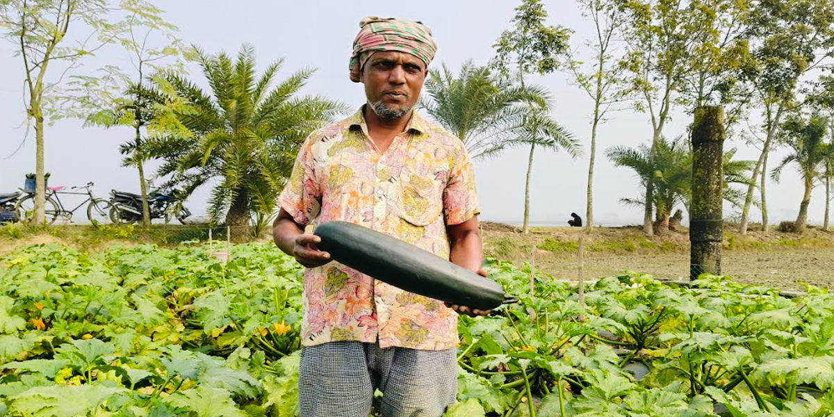 কালীগঞ্জে স্কোয়াশ চাষে সাফল্যের হাসি সবজি চাষীদের মুখে