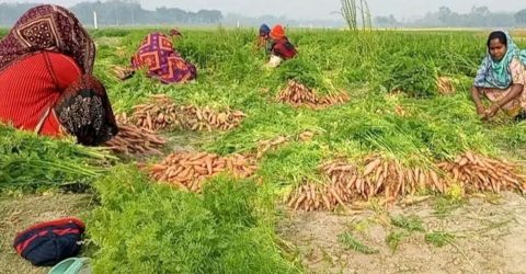 নওগাঁয় গাজরের বাম্পার ফলন, প্রায় ৩ কোটি টাকার গাজর বিক্রির সম্ভাবনা