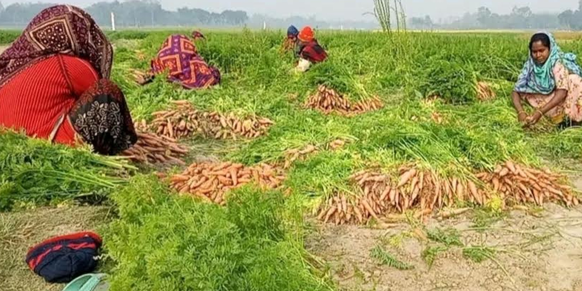 নওগাঁয় গাজরের বাম্পার ফলন, প্রায় ৩ কোটি টাকার গাজর বিক্রির সম্ভাবনা