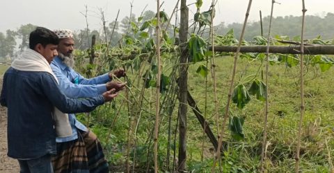 চান্দিনায় জমি নিয়ে বিরোধের জেরে এক কৃষকের গাছ কেটে ফেলা হলো