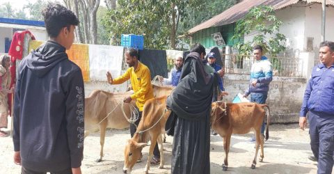 ঋণের দায়ে পলাতক পরিবার, গরু নিয়ে গেল ভাইয়ের  পাওনাদার।