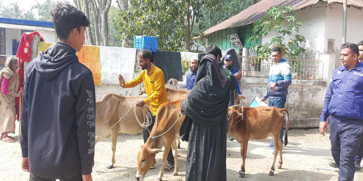 ঋণের দায়ে পলাতক পরিবার, গরু নিয়ে গেল ভাইয়ের  পাওনাদার।