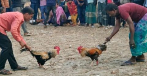 শ্যামনগরে ঐতিহ্যবাহী মোরগ লড়াই খেলা অনুষ্ঠিত