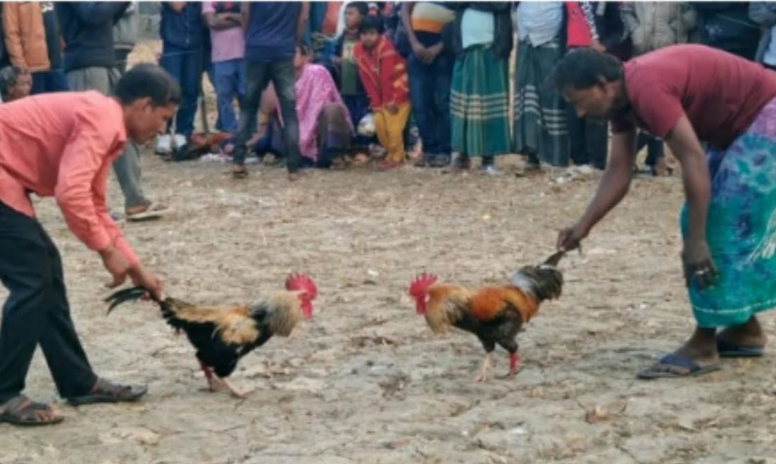 শ্যামনগরে ঐতিহ্যবাহী মোরগ লড়াই খেলা অনুষ্ঠিত