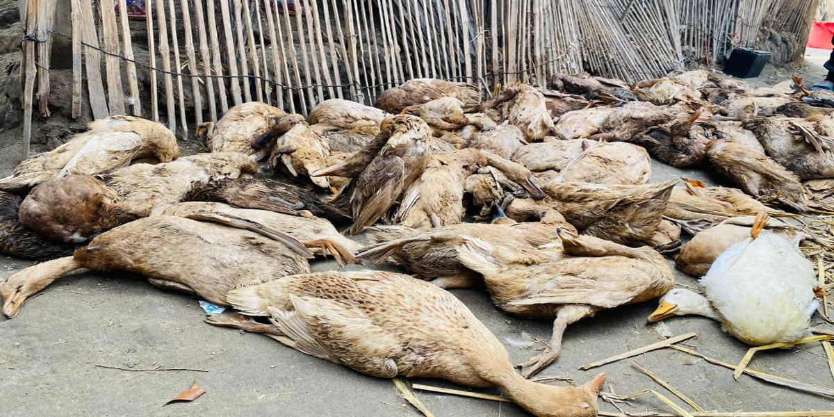 বড়াইগ্রামে ভুল চিকিৎসায় ৪০০ হাঁসের মৃত্যু, নিঃস্ব খামারি