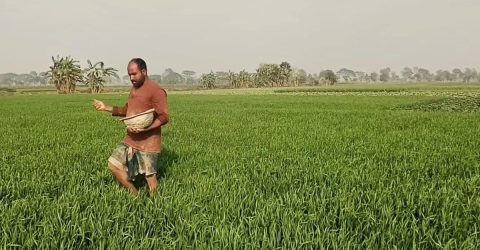 গম ক্ষেতের পরিচর্যায় ব্যস্ত মেহেরপুরে কৃষক