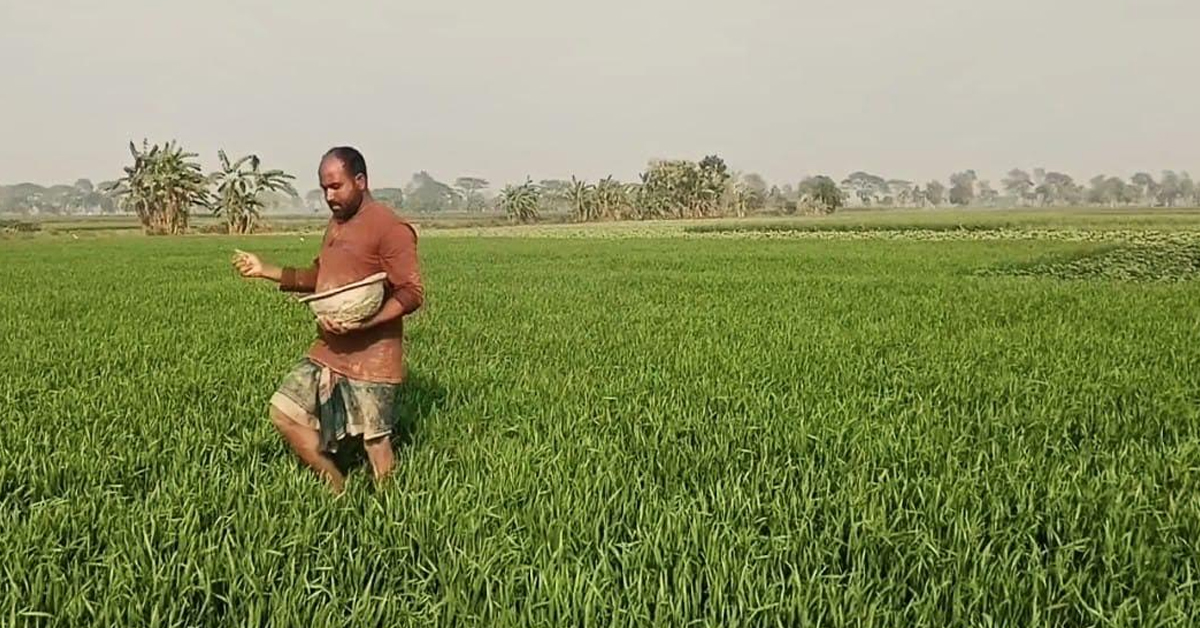 গম ক্ষেতের পরিচর্যায় ব্যস্ত মেহেরপুরে কৃষক