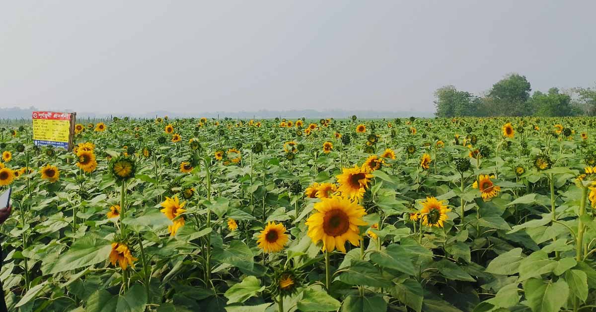 আখাউড়া সূর্যমুখী ফুল চাষ করে বাম্পার ফলনের আশা করছে কৃষক’রা