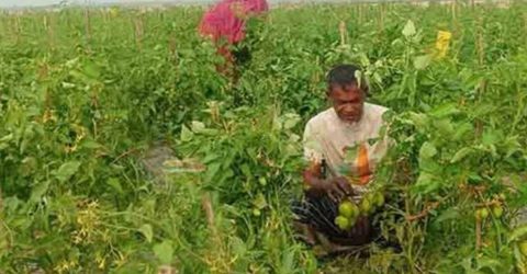 উলিপুরের কৃষকরা মাচা পদ্ধতিতে টমেটো চাষে লাভবান