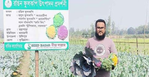 উলিপুরে সবজি চাষে নতুন সংযোজন রঙিন ফুলকপি