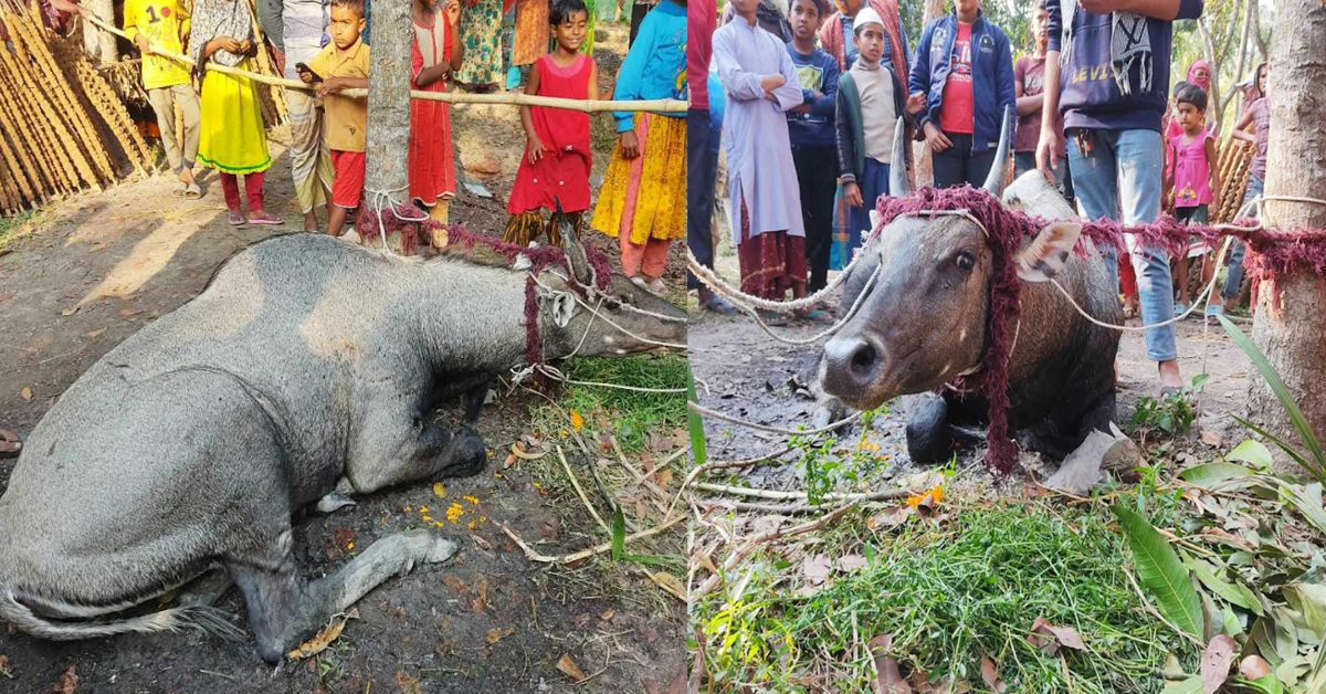 নাটোরের বাগাতিপাড়ায় বিরল প্রজাতির নীলগাই উদ্ধার