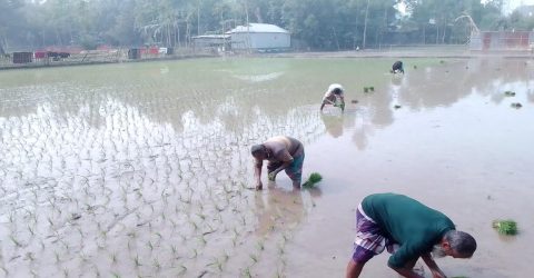 শীত ও ঘন কুয়াশাকে উপেক্ষা করেই উলিপুরে বোরো চাষের ব্যস্ত কৃষকরা।