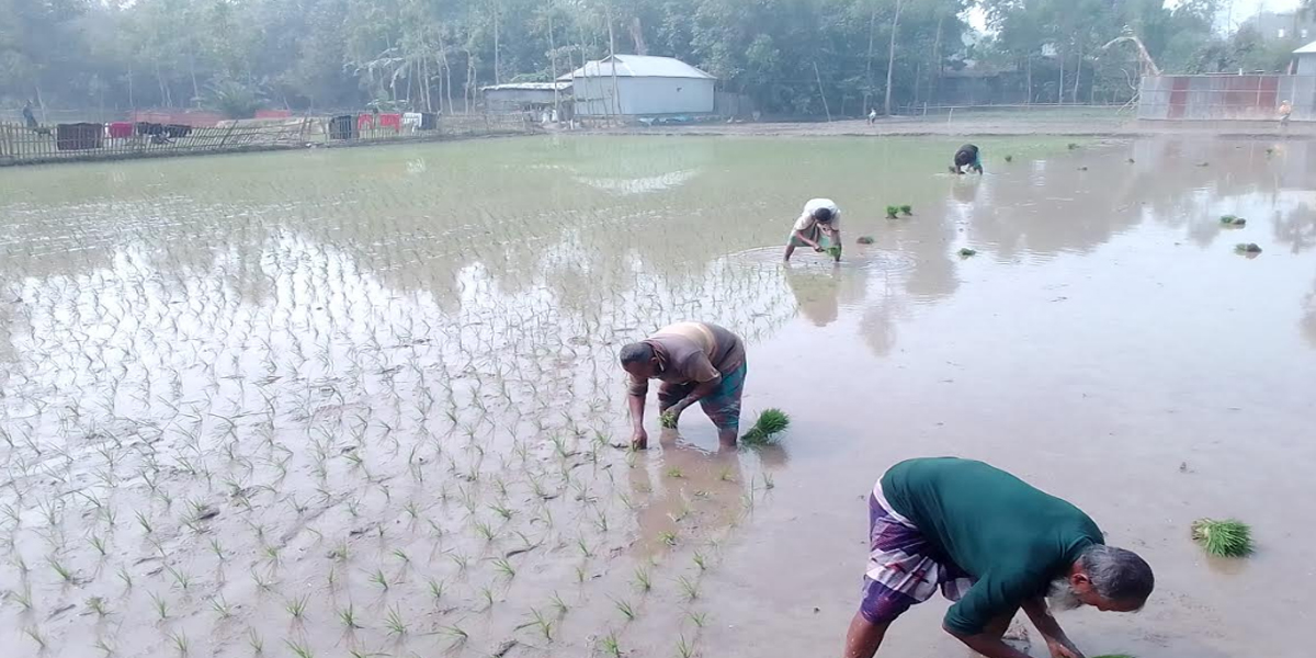 শীত ও ঘন কুয়াশাকে উপেক্ষা করেই উলিপুরে বোরো চাষের ব্যস্ত কৃষকরা।