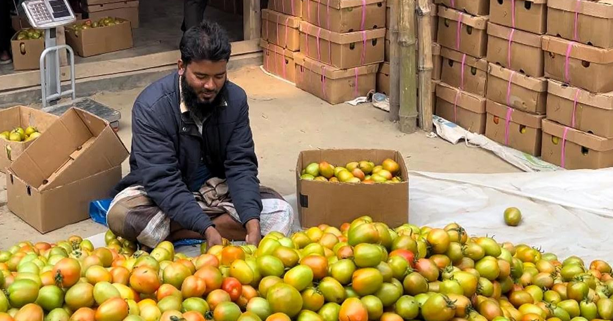 রপ্তানিতে আশা জেগেছে বাগেরহাটের চাষিদের, টমেটো যাচ্ছে মালয়েশিয়ায়