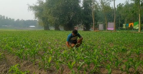 লালমনিরহাটে চরাঞ্চলসহ বিভিন্ন স্থানে ভুট্টা চাষে ঝুঁকে পড়েছে কৃষকেরা