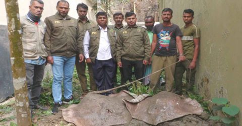 আহরণ নিষিদ্ধ দুটি শাপলাপাতা মাছ উদ্ধার করেছে সুন্দরবন পূর্ব বন বিভাগ।