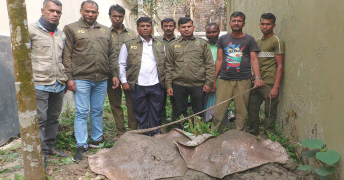 আহরণ নিষিদ্ধ দুটি শাপলাপাতা মাছ উদ্ধার করেছে সুন্দরবন পূর্ব বন বিভাগ।