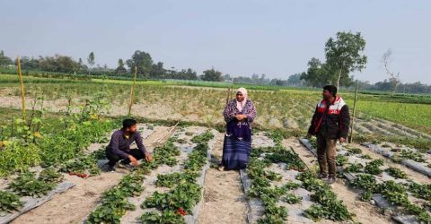 খানসামায় স্ট্রবেরি চাষ, ফলনও বাম্পার।